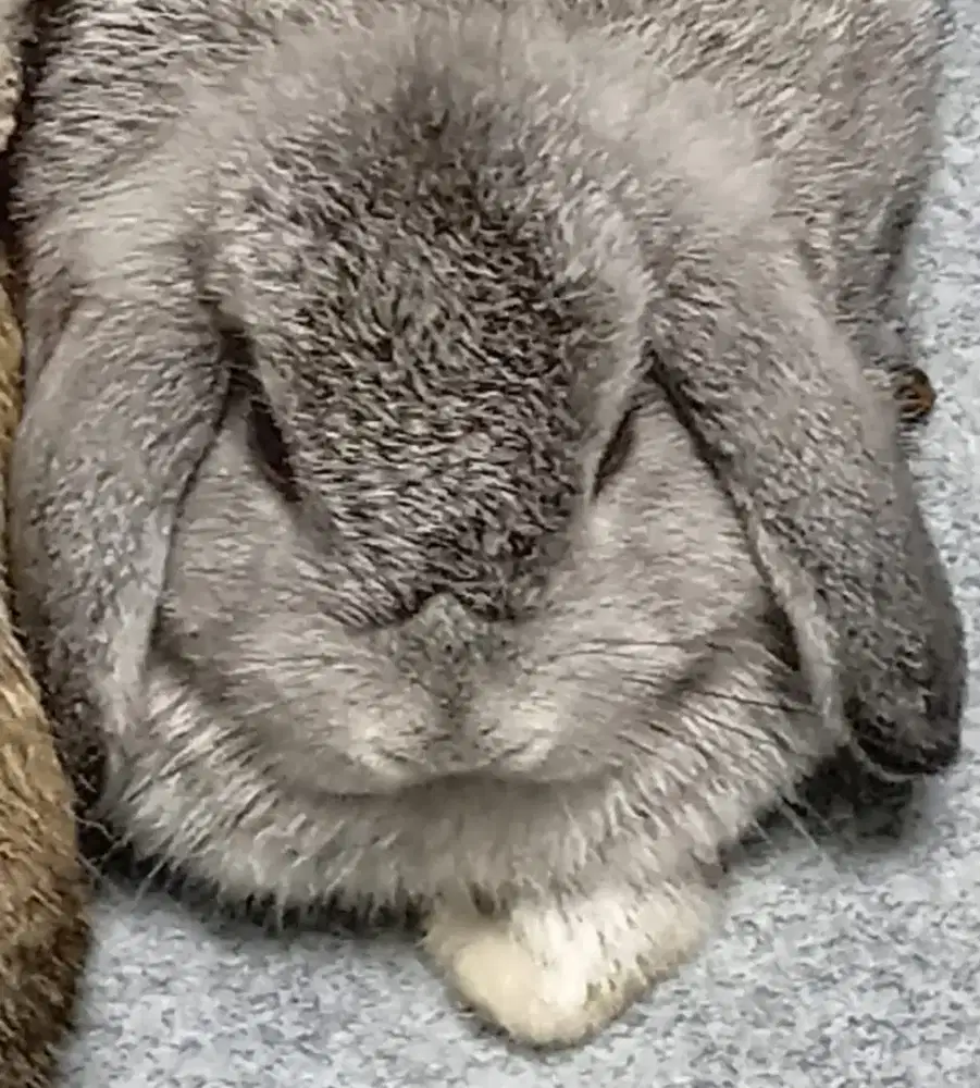 Kelinci holland loop chincila spesial