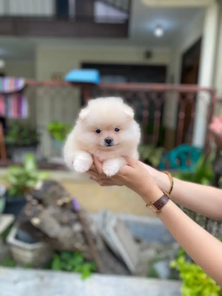 Supermini pom jantan cakep