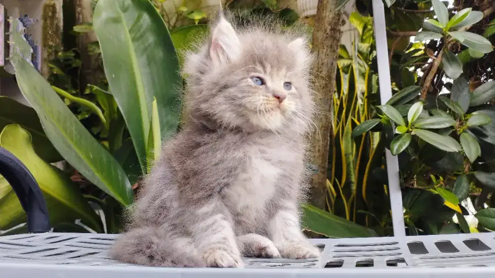 Kucing persia kitten