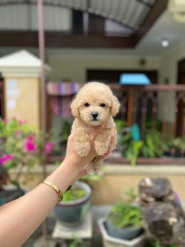 Toy poodle jantan cakep