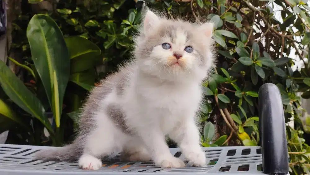 Kucing persia kitten