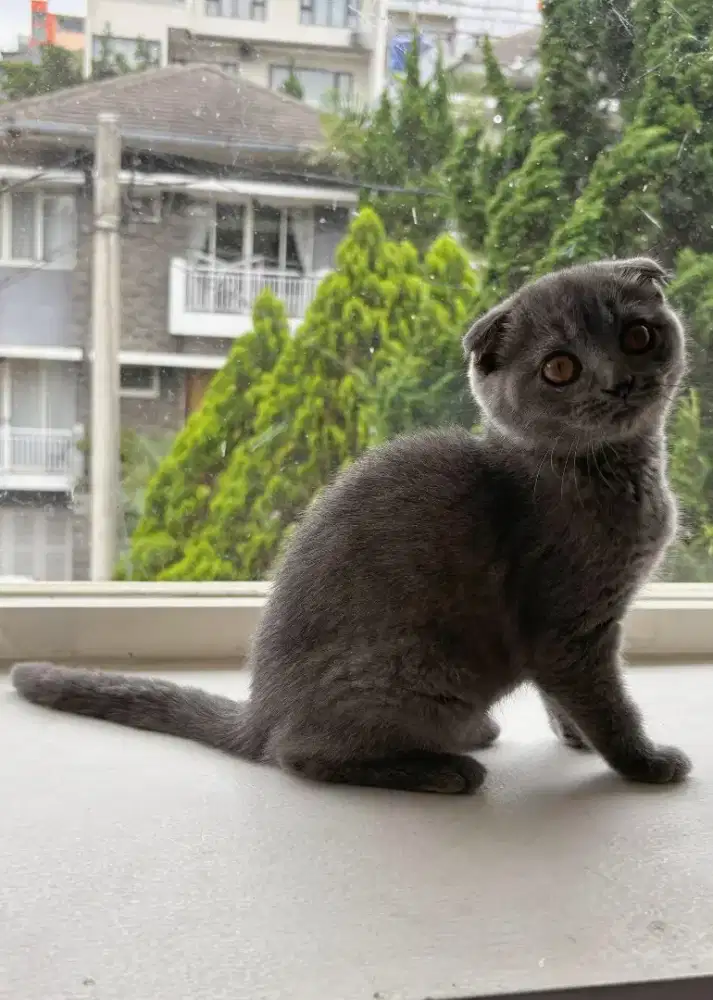 Scottish fold betina
