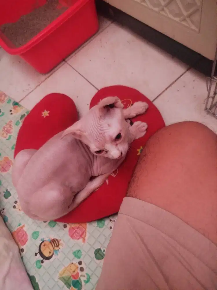 Spinix nilai aja sendiri