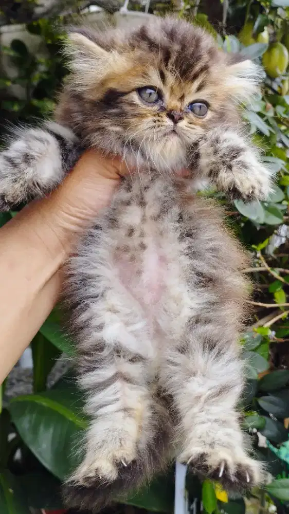 Kucing persia kitten