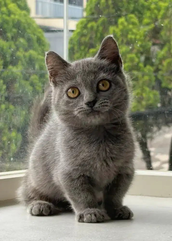 munchkin British shorthair jantan