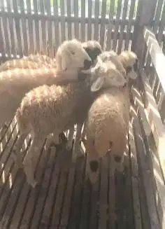 10 ekor domba betina 5 bulanan 11-14 kilo siap ternak piara digemukin