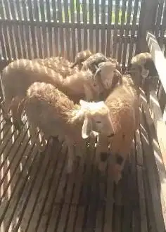 10 ekor domba betina 5 bulanan 11-14 kilo siap ternak piara digemukin