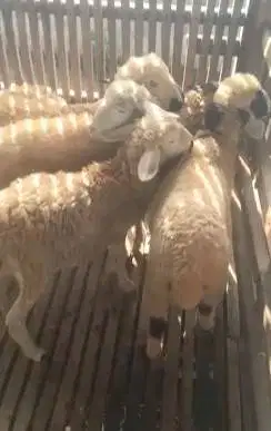 10 ekor bakalan domba betina 5 bulanan 11-14kilo siap penggemukan puas