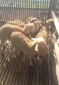 10 ekor bakalan domba betina 5 bulanan 11-14kilo siap penggemukan puas