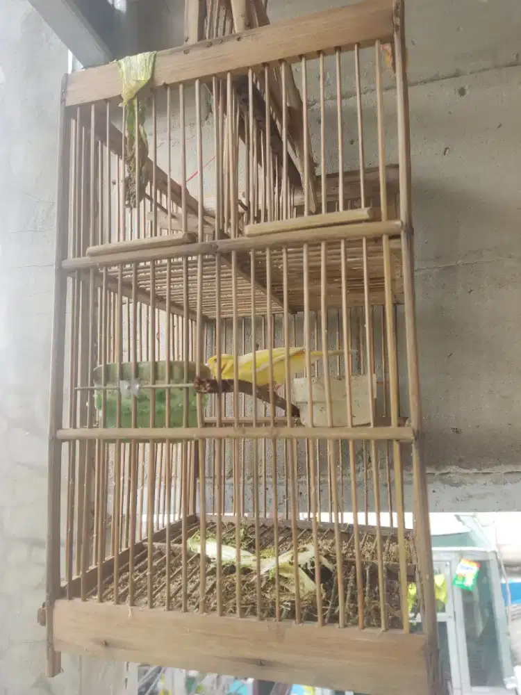 Kenari betina sudah produksi 2 kali