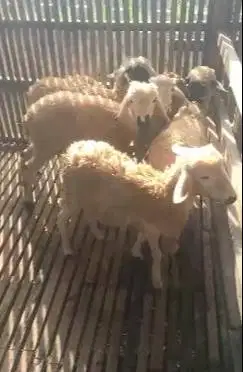 20 ekor domba betina 5 bulanan 11-14 kilo siap penggemukan ternak puas