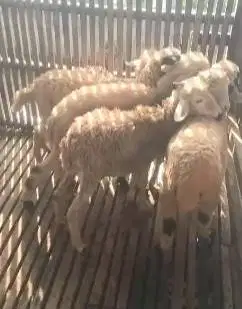 20 ekor domba betina 5 bulanan siap penggemukan ternak piara jamin top