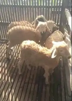 10 ekor domba betina 5 bulanan siap penggemukan ternak piara jamin top