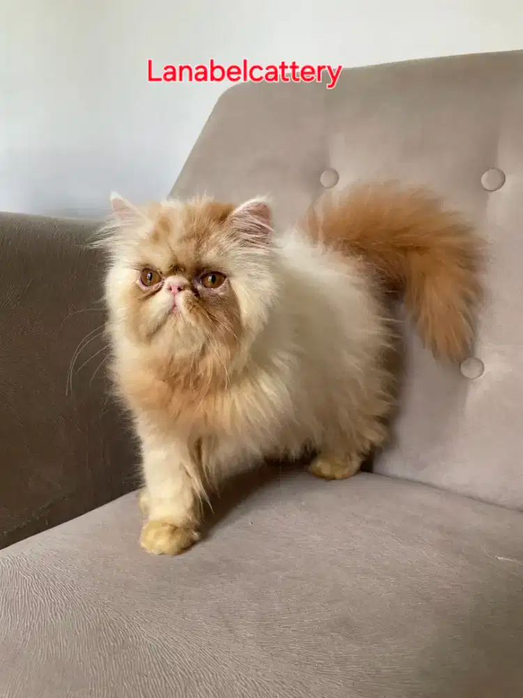 JUAL KUCING PERSIA Peaknose