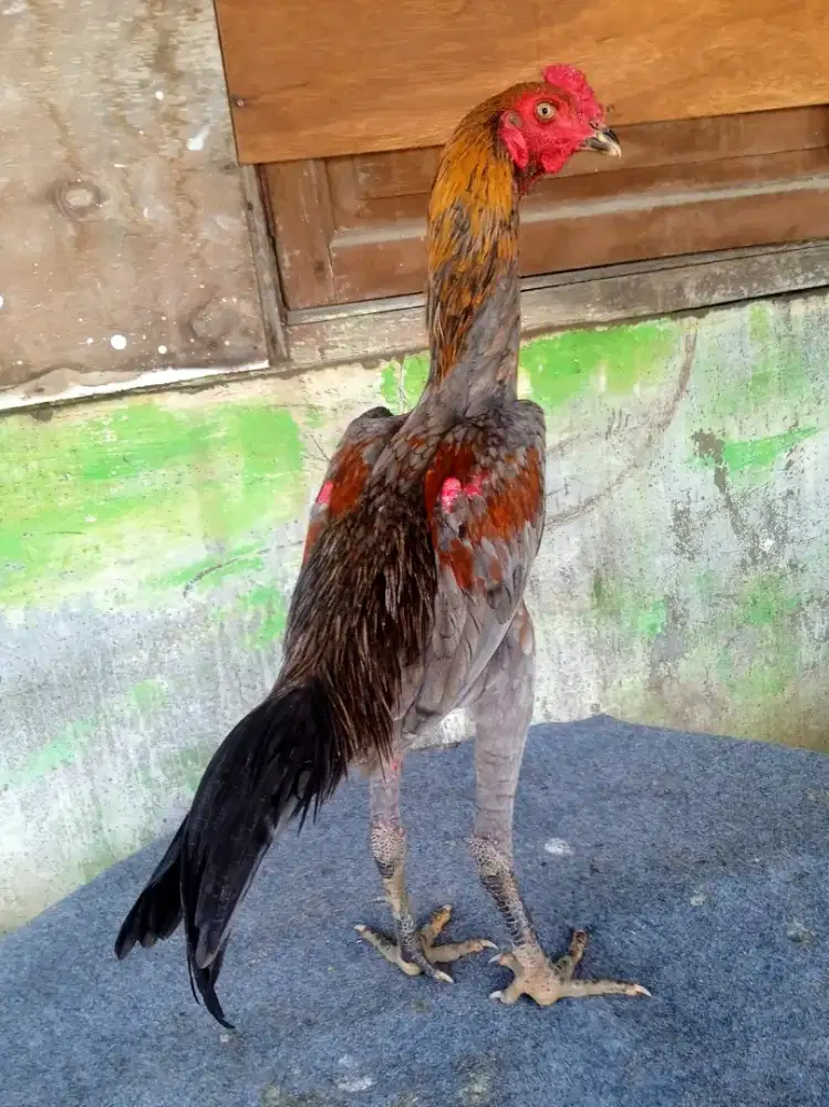 Ayam trah khoytrad bahan muda VIP berkualitas mewah dan terawat