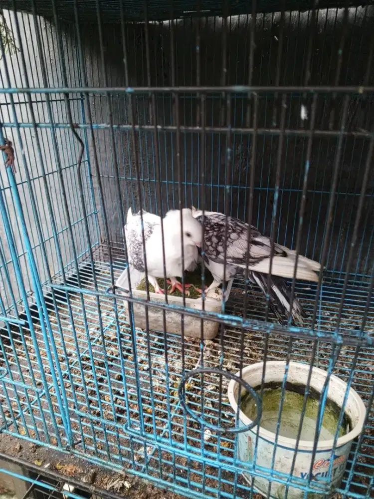 Sepasang merpati santinette