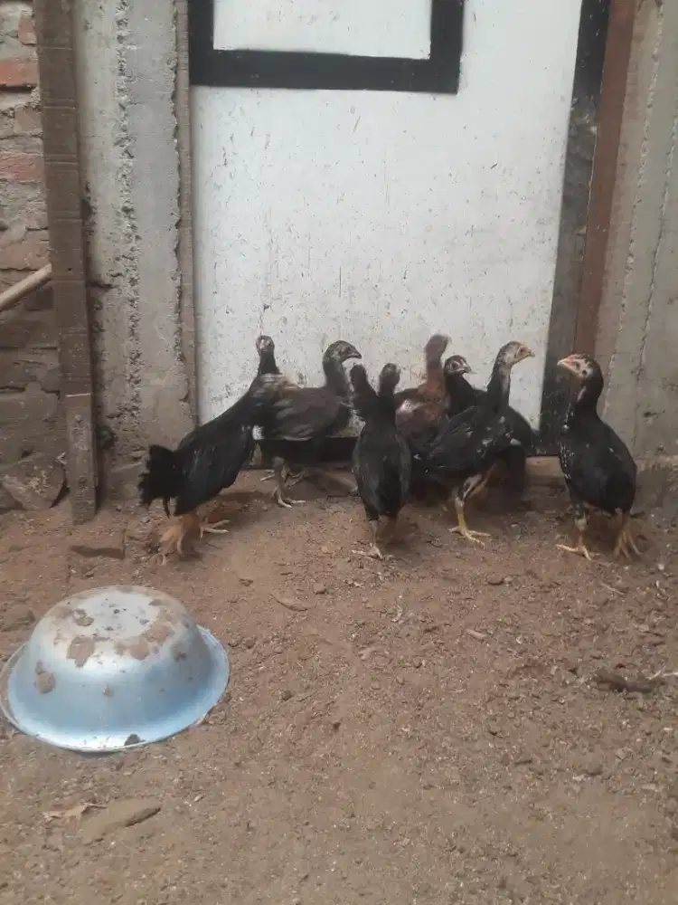 Anak Ayam Kampung usia 2 bulan