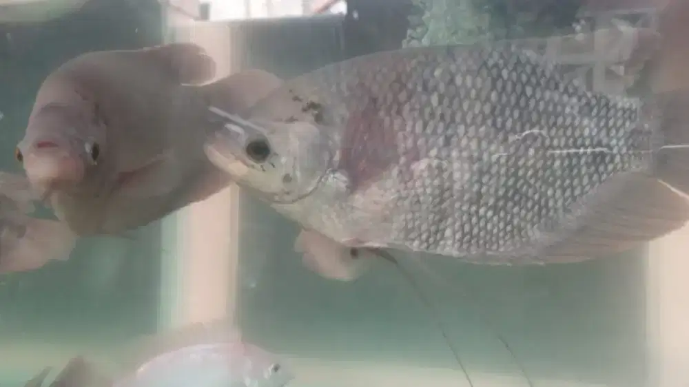 Ikan gurame sepasang