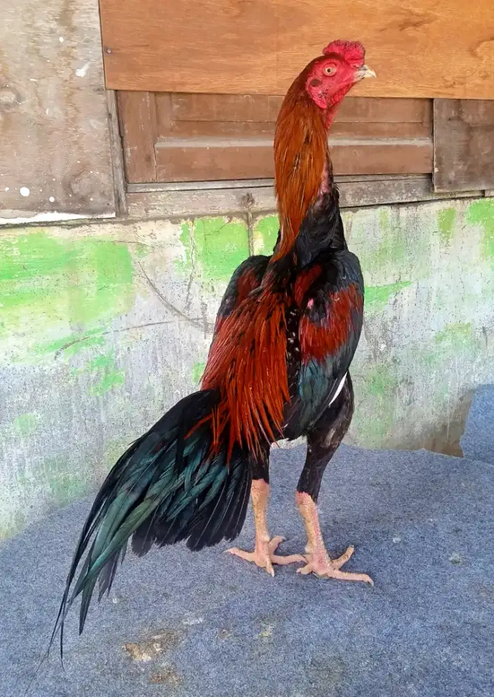 Ayam trah pakhoy x bk klasik, amunisi muda berkualitas dan terawat