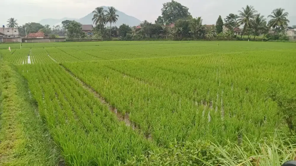 Dijual Cepat: Sawah Produktif 3.682 m² di Cibunar, Cibatu - Garut