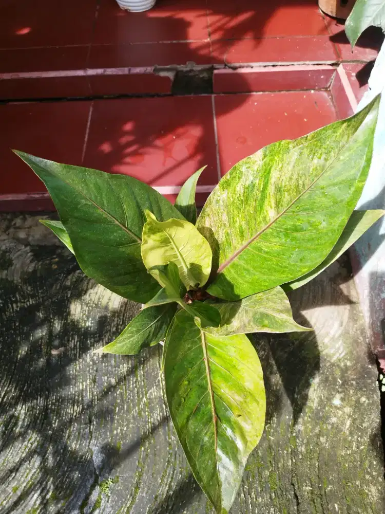 Jual JEMANI PINK semi indukan,