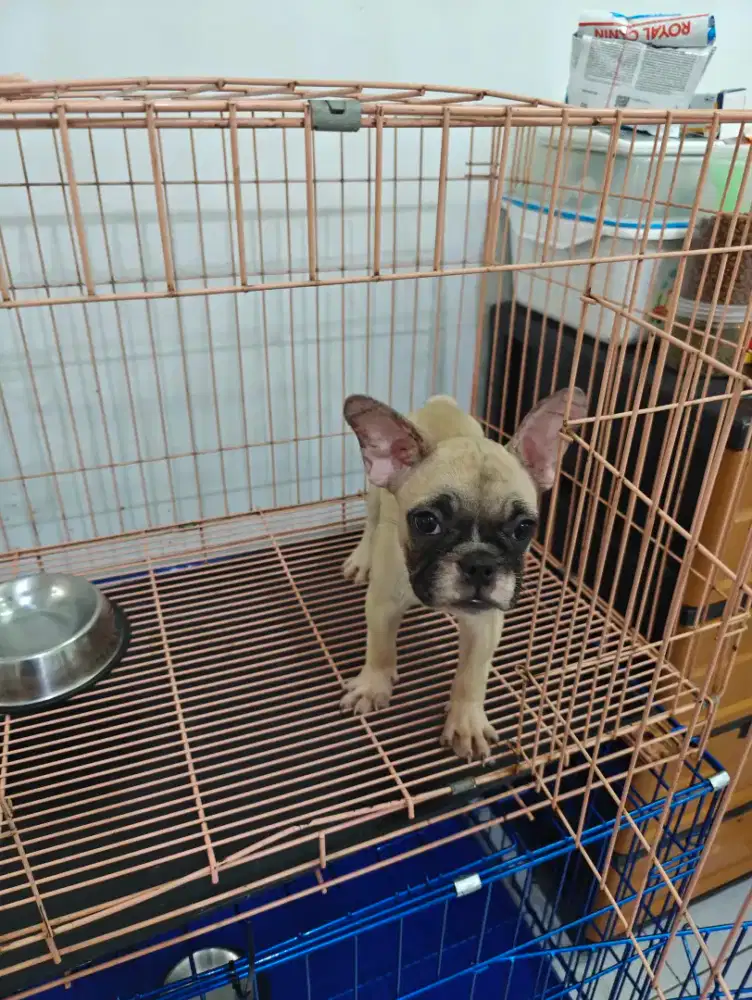 Anakkan French Buldog