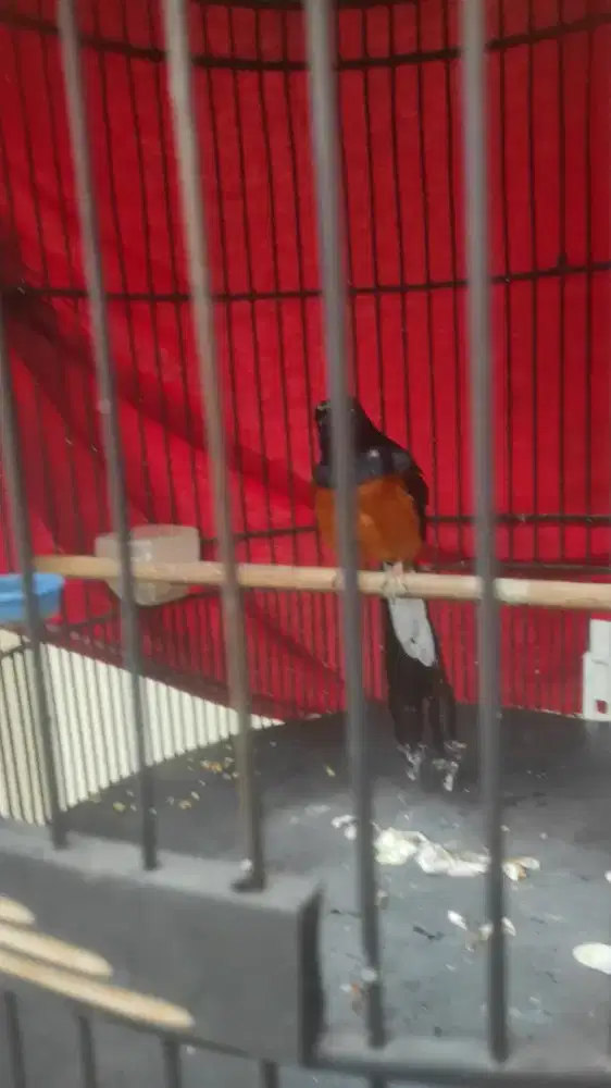 Prestasi gacor dor bunyi 24jam full set