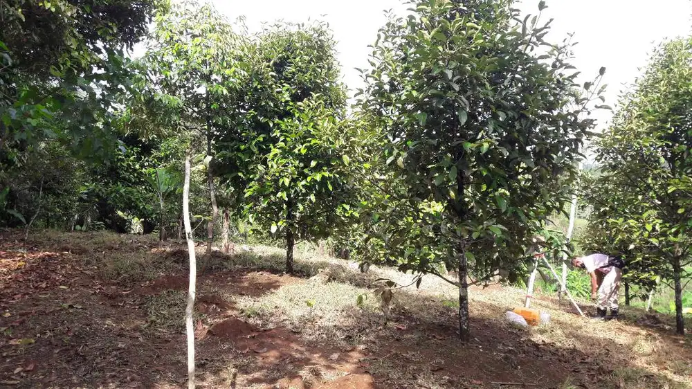 Dijual Murah Tanah Kebun sudah SHM Rp. 135.000/m2