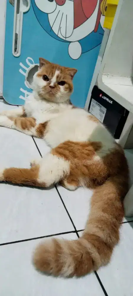 Kucing foldex shot hair Surabaya