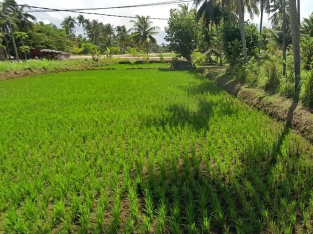 Dijual Tanah Strategis Dekat Pantai Batukaras – Cocok untuk Villa & Hotel