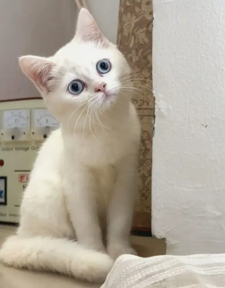 Scottish Straight Female