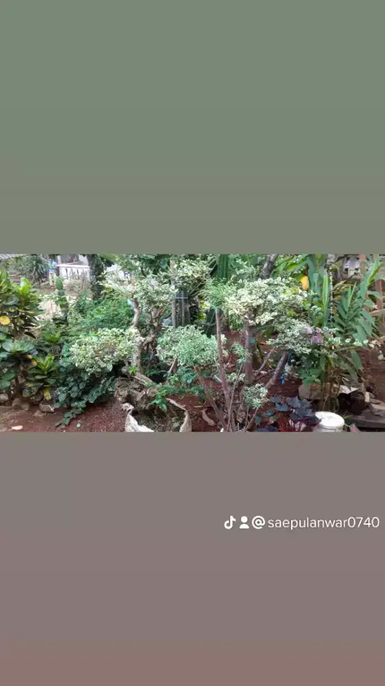 Jasa pembuatan taman dan jual bermacam rumput