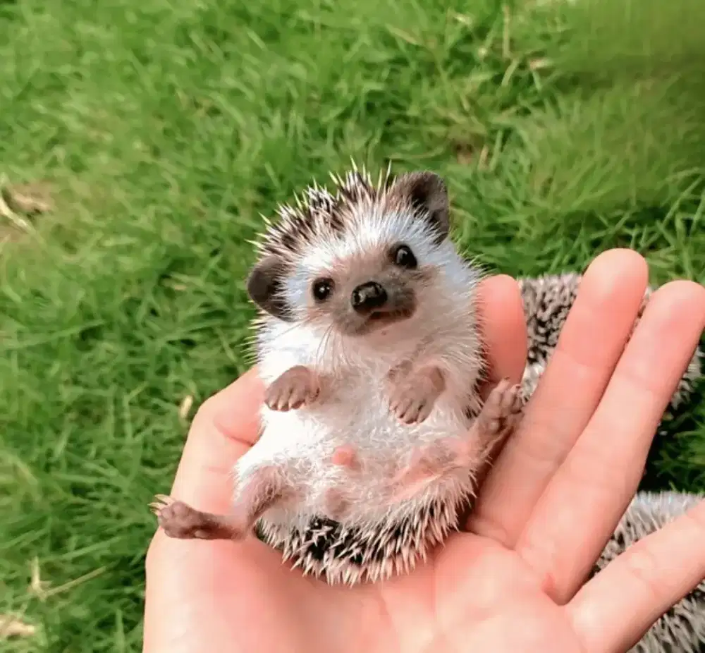 Jual Landak Mini (HEDGEHOG)