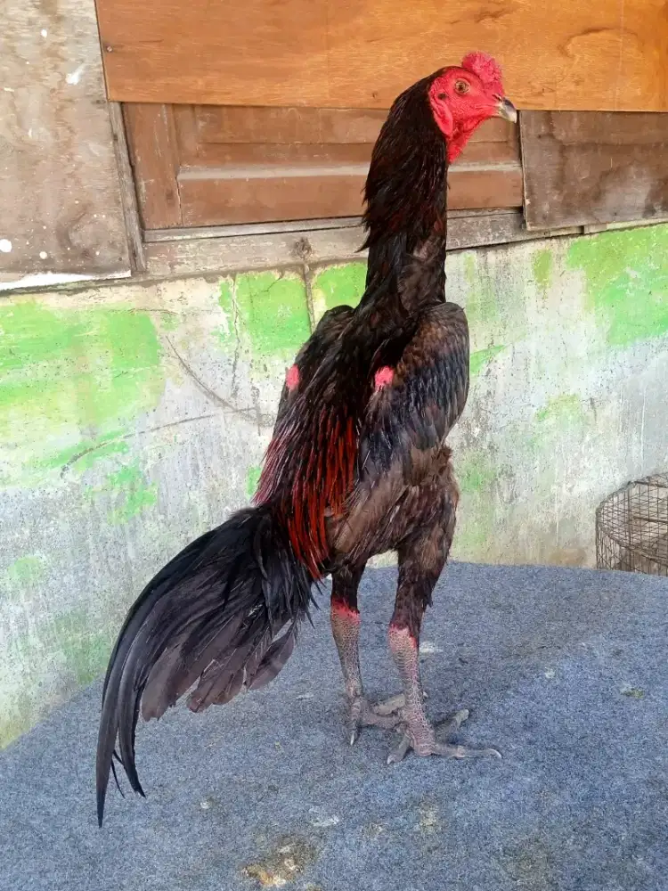 Ayam trah pamangon amunisi muda berkualitas dan sangat mewah