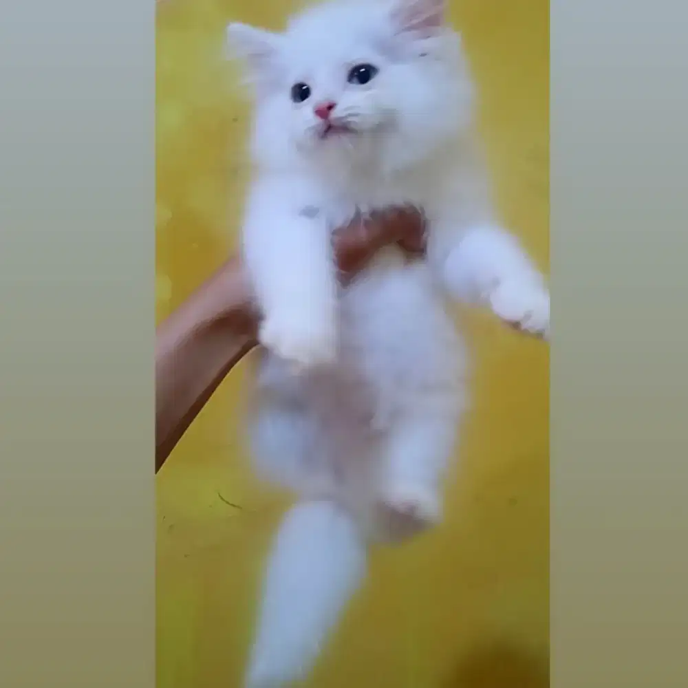 Kucing Persia Jantan White Solid Blue Eyes