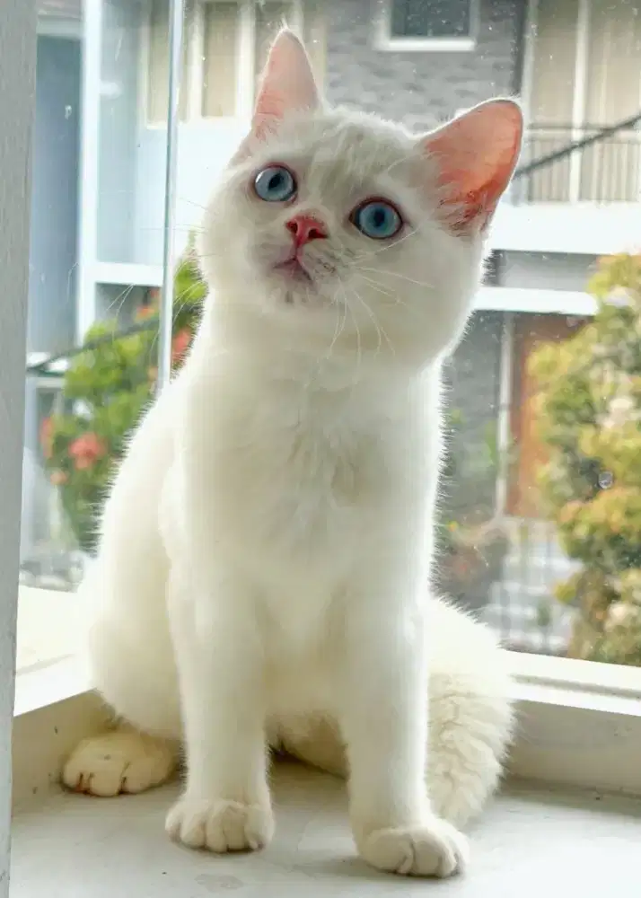 munchkin, Scottish, British shorthair betina