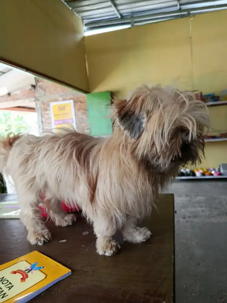 Anjing Mini Shitzu Betina