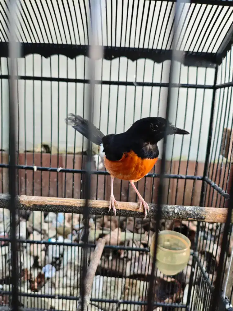 murai jantan bahan rawatan