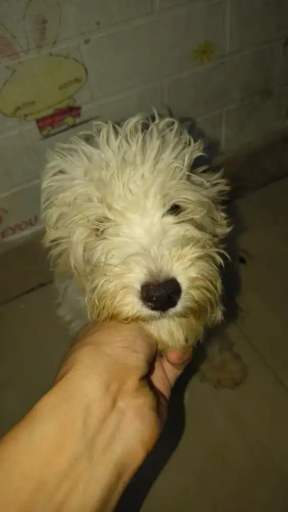 5 Anjing Maltipoo Puppies, Ibu Bapaknya Viral di Tik Tok