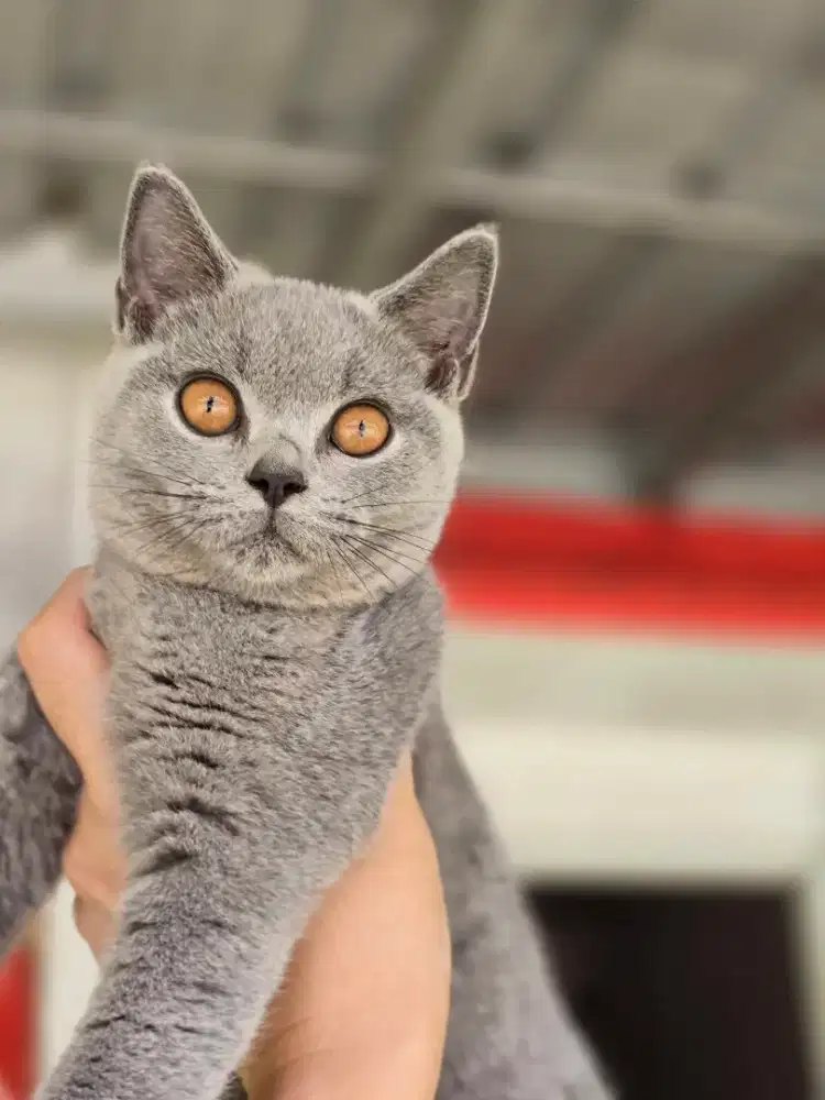 Kucing british shorthair bsh ped tica