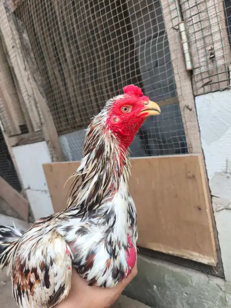 Pakoi Jimmy white UK 4full BB 3kg win 1x