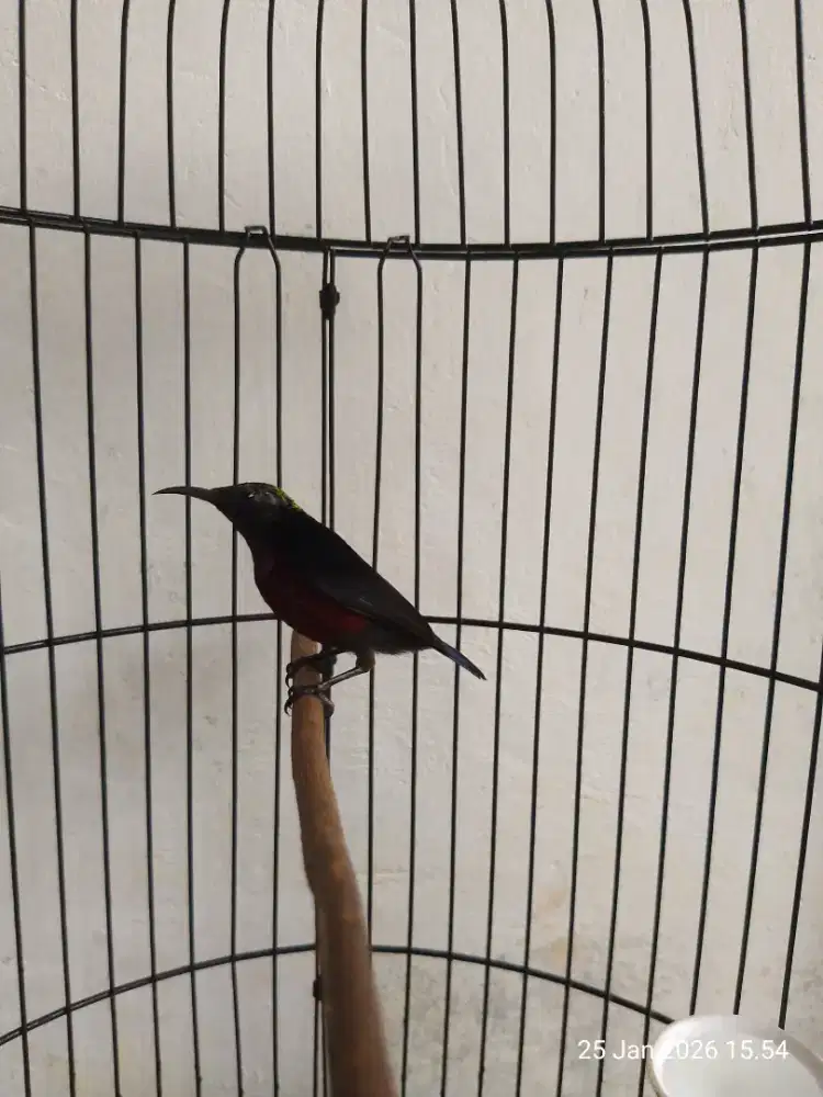 Burung Kolibri Gacor