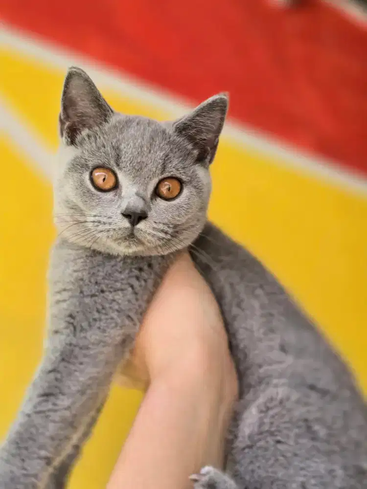 Kucing british shorthair bsh british shorthair