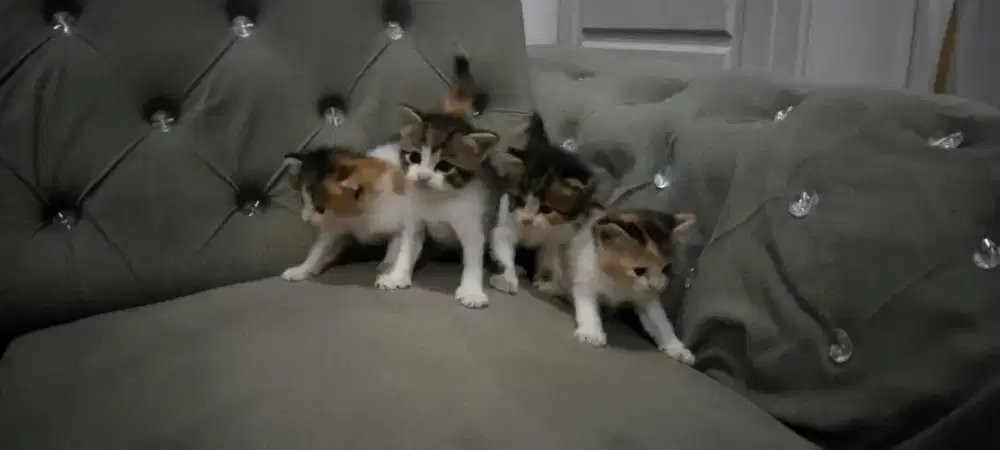 lowongan art husus cewe