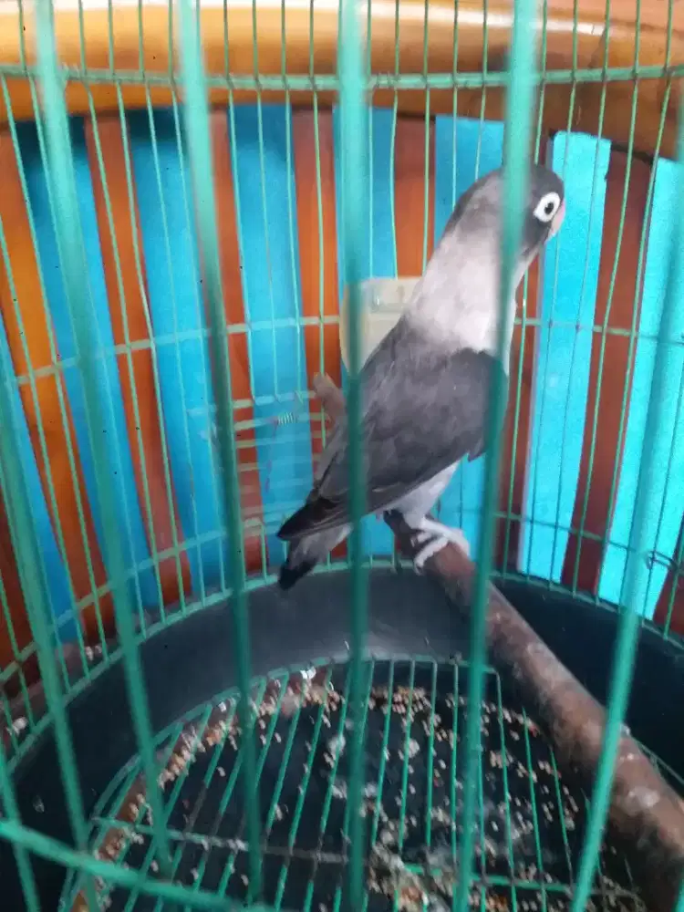 Lb black mamba jantan harian brisik elek sni aja