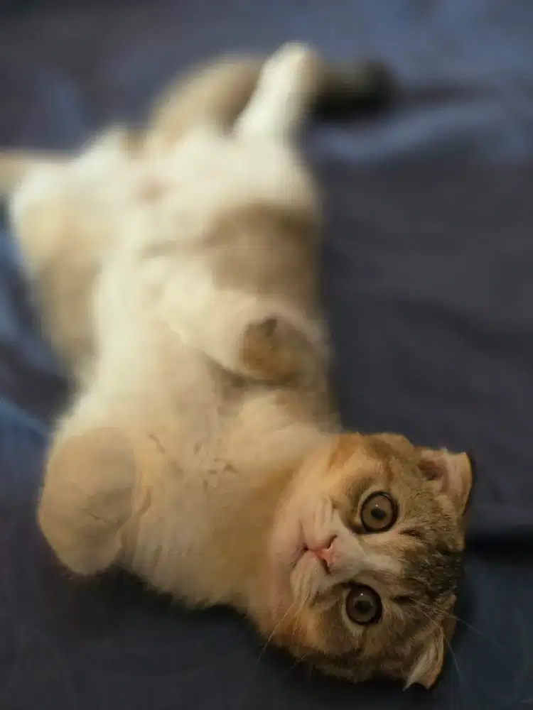 Kucing british shorthair bsh x scotish fold