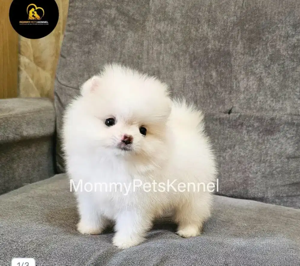 Anjing Supermini Pom TERMURAH !!