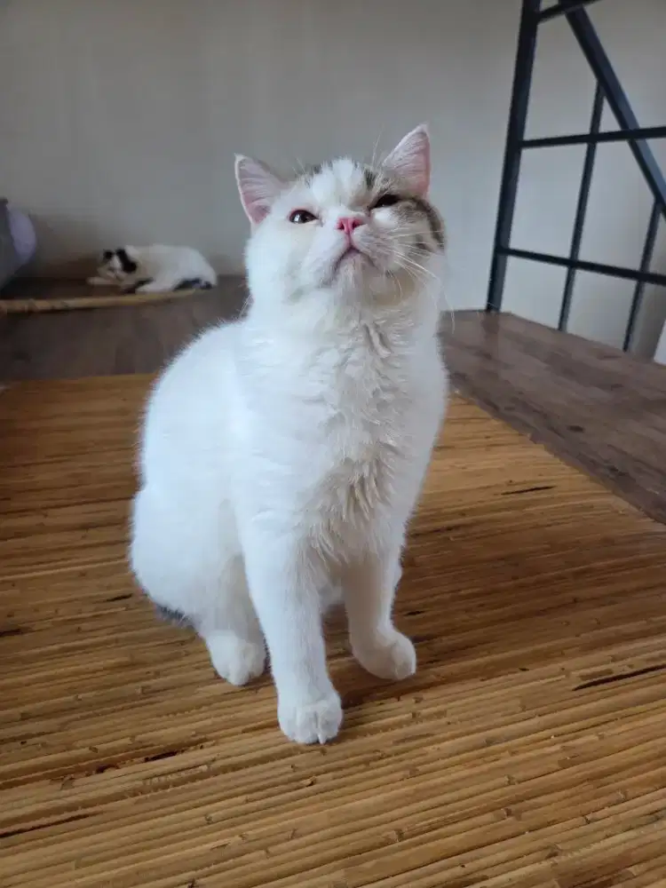 Kitten Scottish Straight Jantan Bicolor