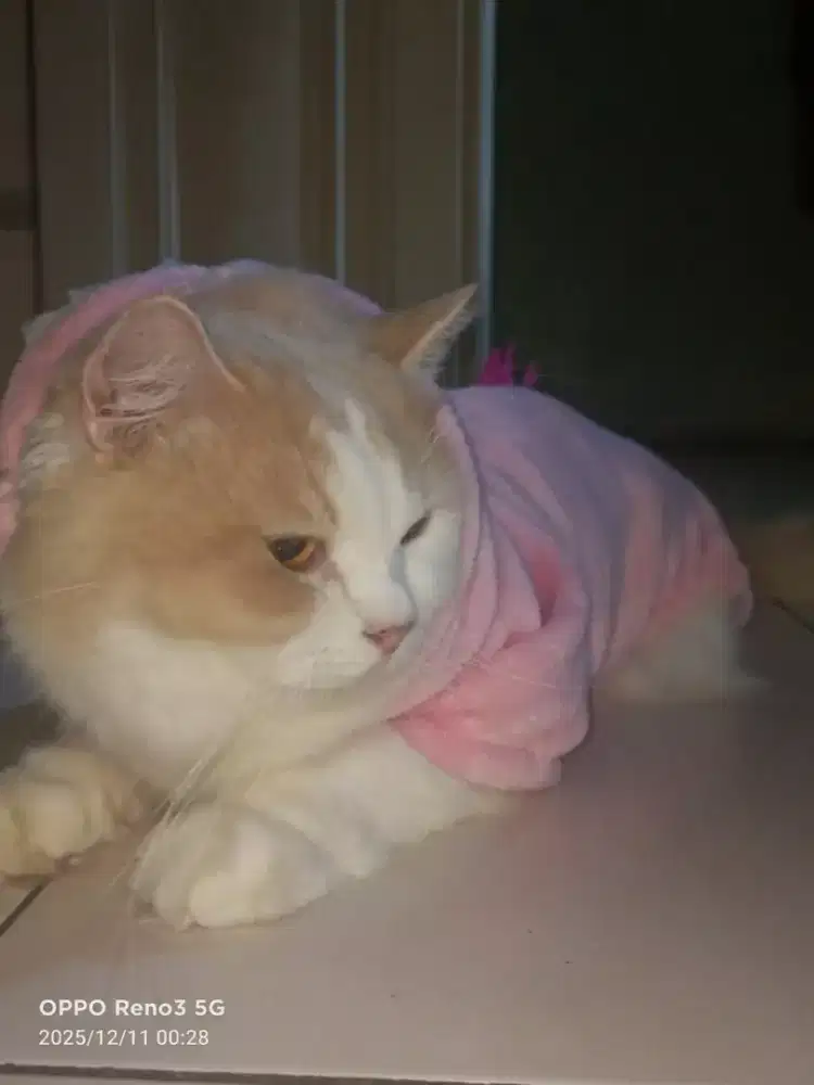 Kucing jenis muchkin