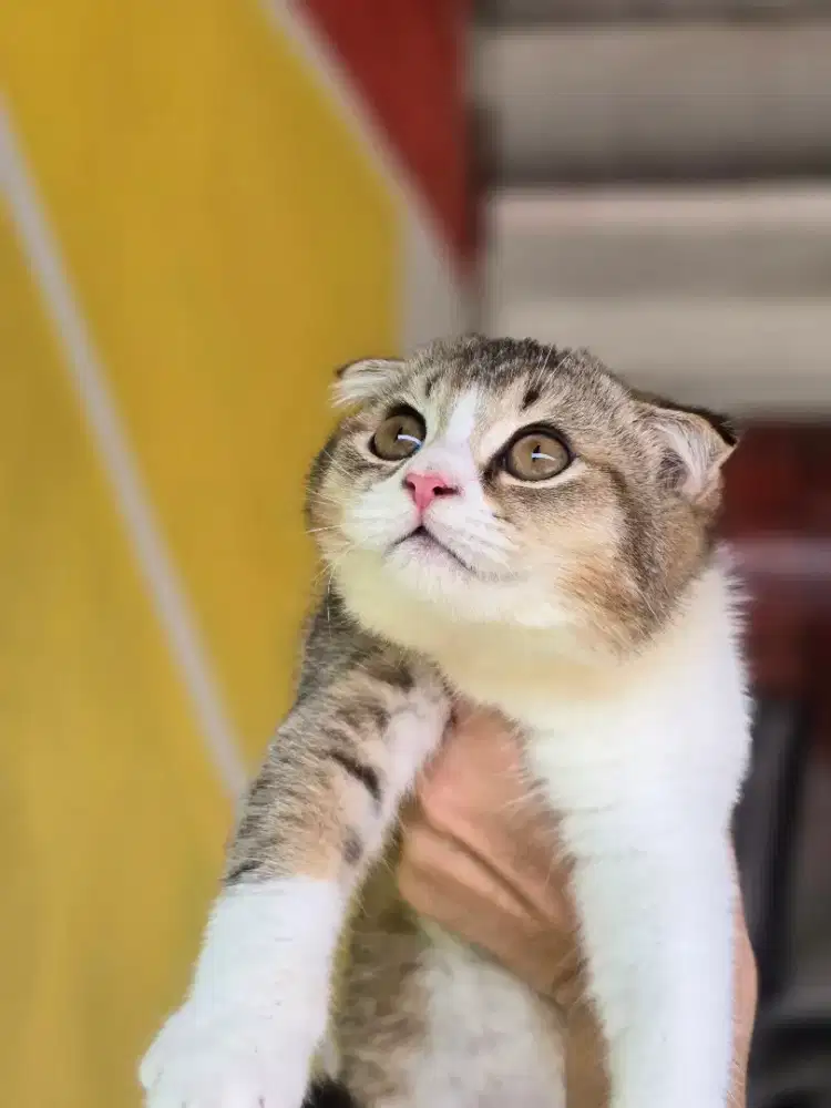 Kucing british shorthair bsh x scotish fold